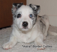 Blue merle and white border collie puppy